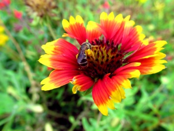 !!gaillardia-w-honeybee-&-pollen-sacs3